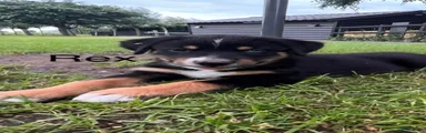Rex