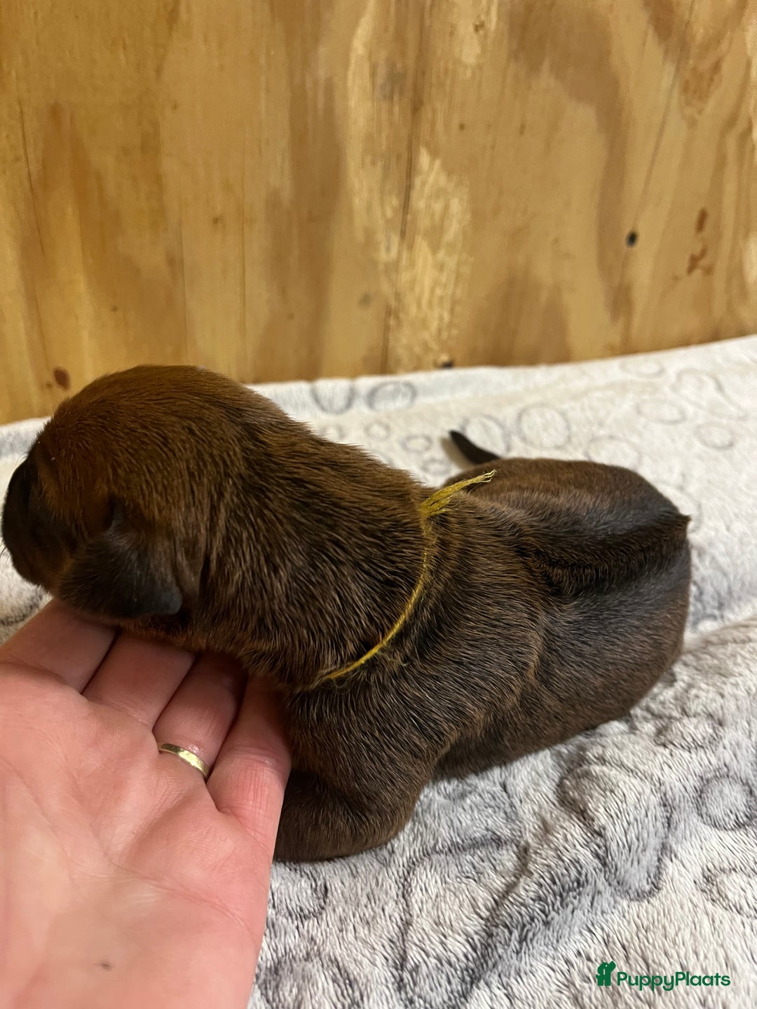 Rhodesian Ridgeback honden te koop: Rhodesian Ridgeback 7 reutjes geboren - Advertentie 19