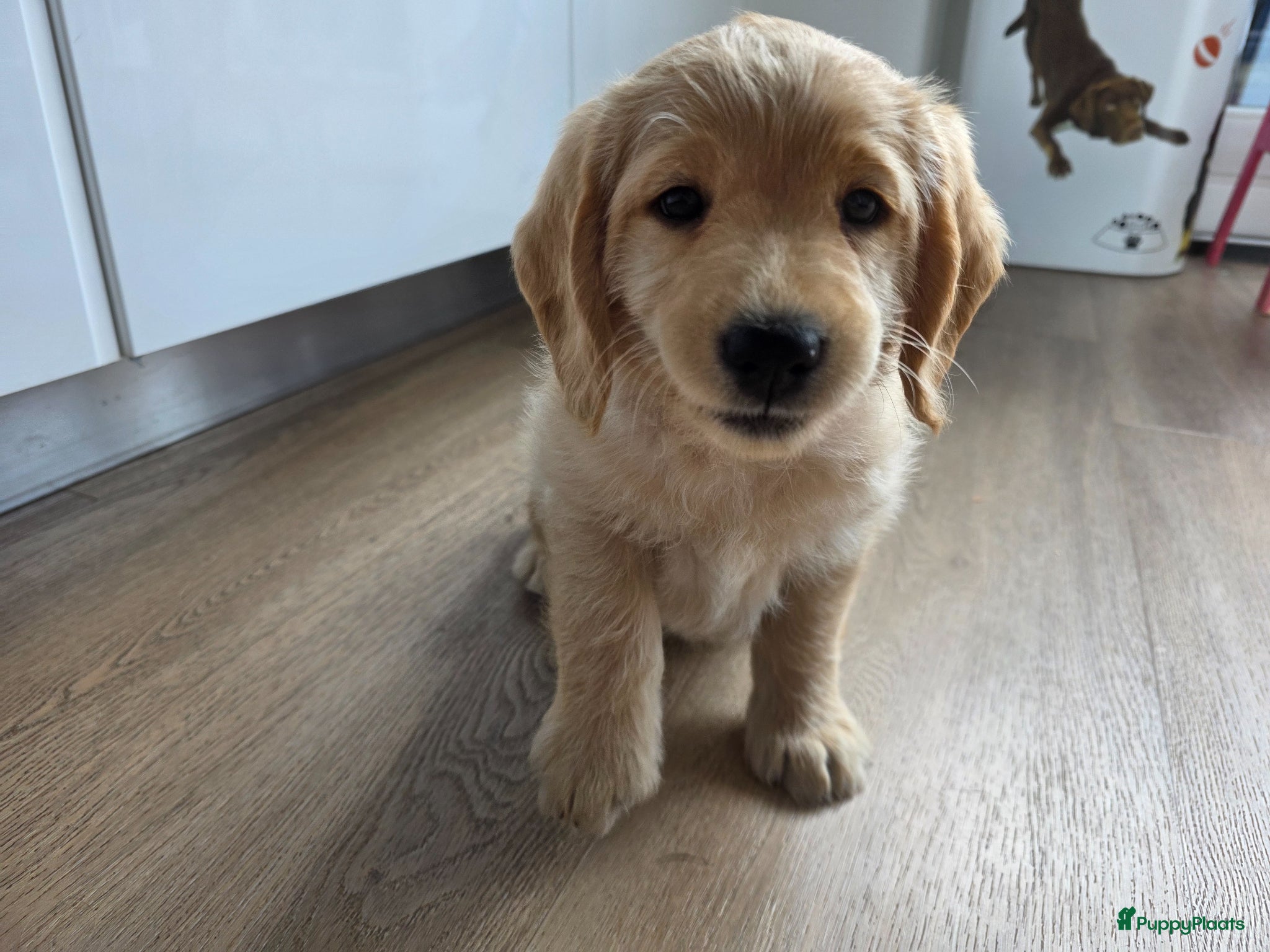 Labradoodle honden Prachtige  medium abricot labradoodles - Advertentie 1