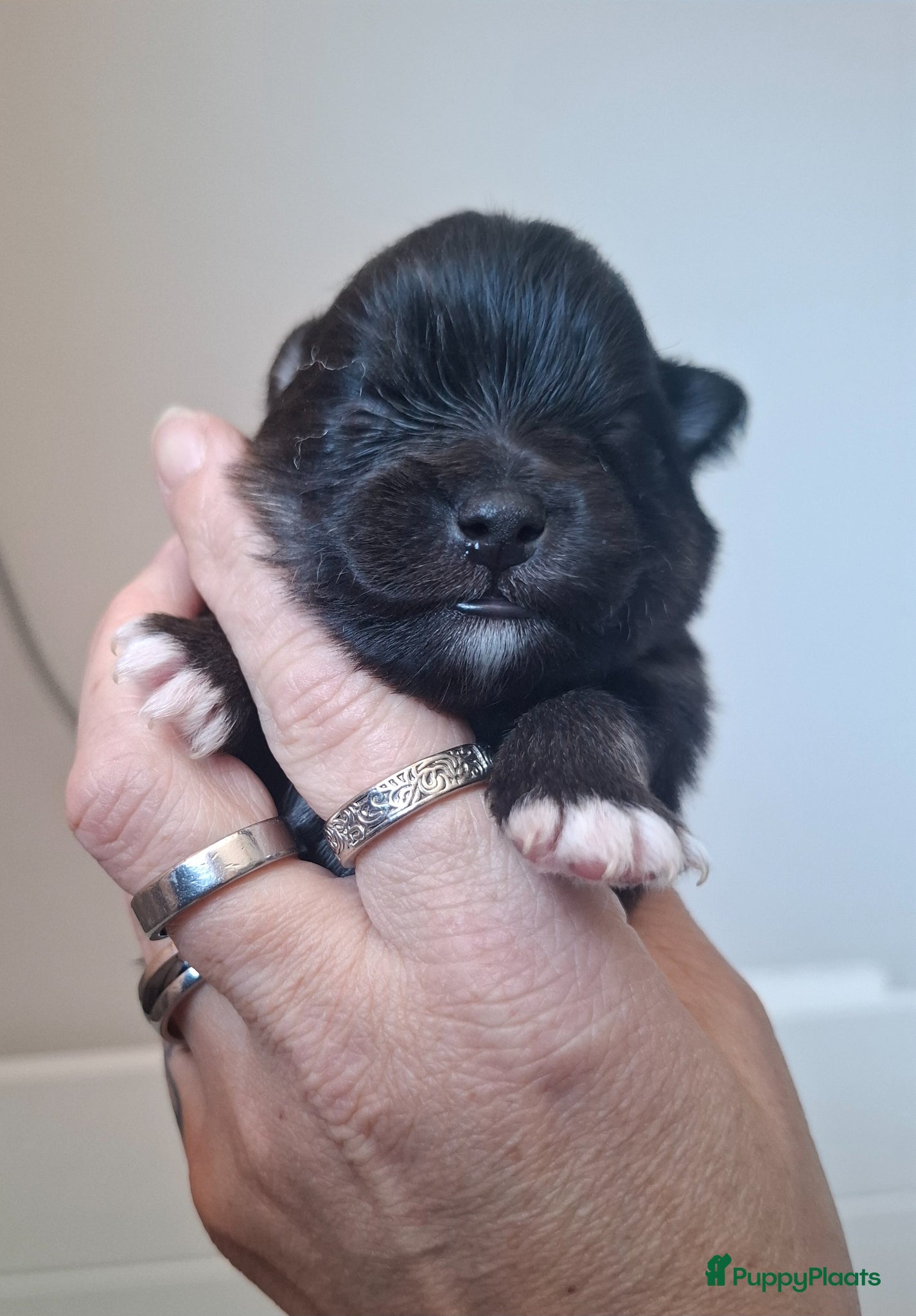 Pomeriaan honden Nog 2 zwarte pomeriaan/dwergkees reutjes - Advertentie 3