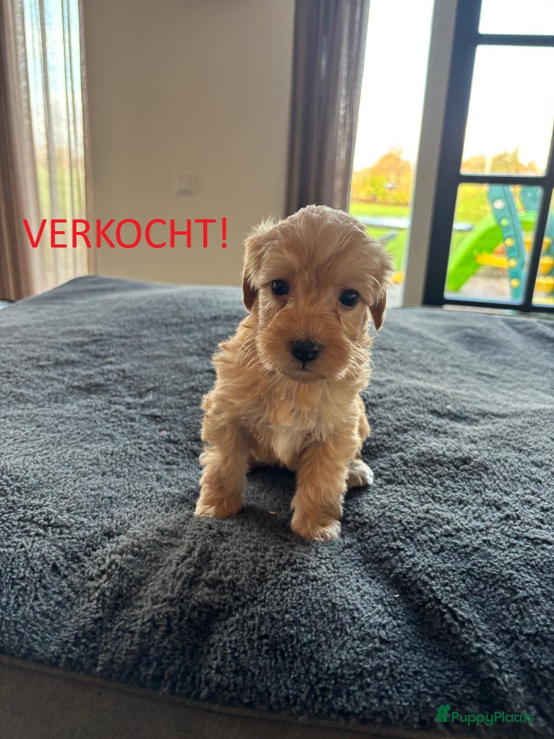 Kruising honden te koop: Mini Labradoodle F3 - Advertentie 15