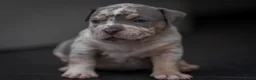 Amerikaanse Bully honden te koop: American Bully pocket pups verwacht  - Advertentie 27