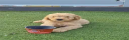 Labradoodle honden te koop: Labradoodle pups te koop! - Advertentie 5