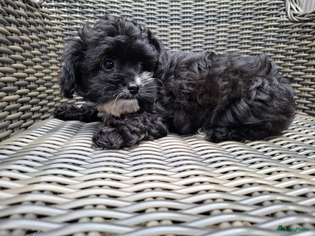 Kruising honden te koop: Nog 2 prachtige maltipoo/boompoo teefjes  - Advertentie 8