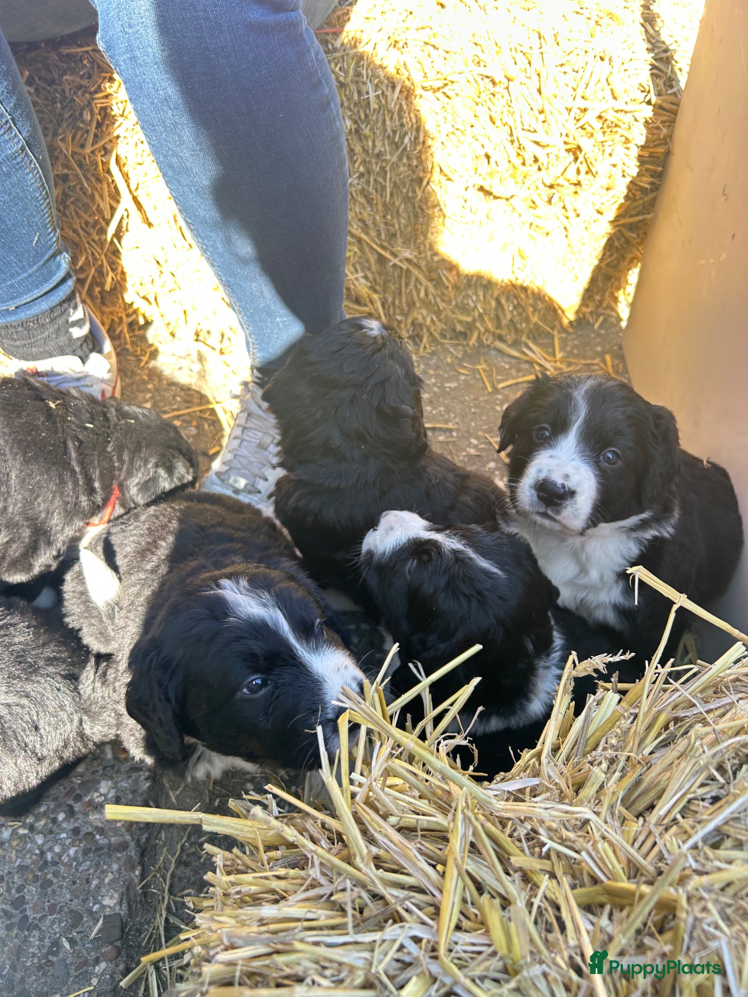 Kruising honden Kruising Berner Sennen x Friese stabij - Advertentie 2
