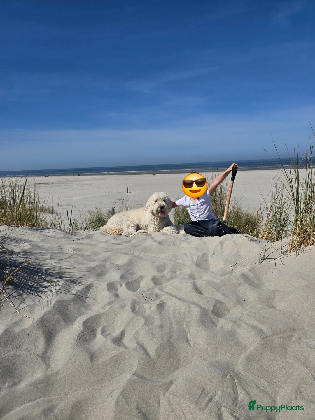 Labradoodle honden ter dekking: Dekreu beschikbaar – Maak kennis met onze Ted!  - Afbeelding 5
