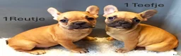 Franse Bulldog honden te koop: Franse Bulldog Pups mooie kleurtjes - Advertentie 7