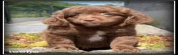 Kruising honden te koop: Boompoo F1b pups. Boompoo x Poedel. - Advertentie 5
