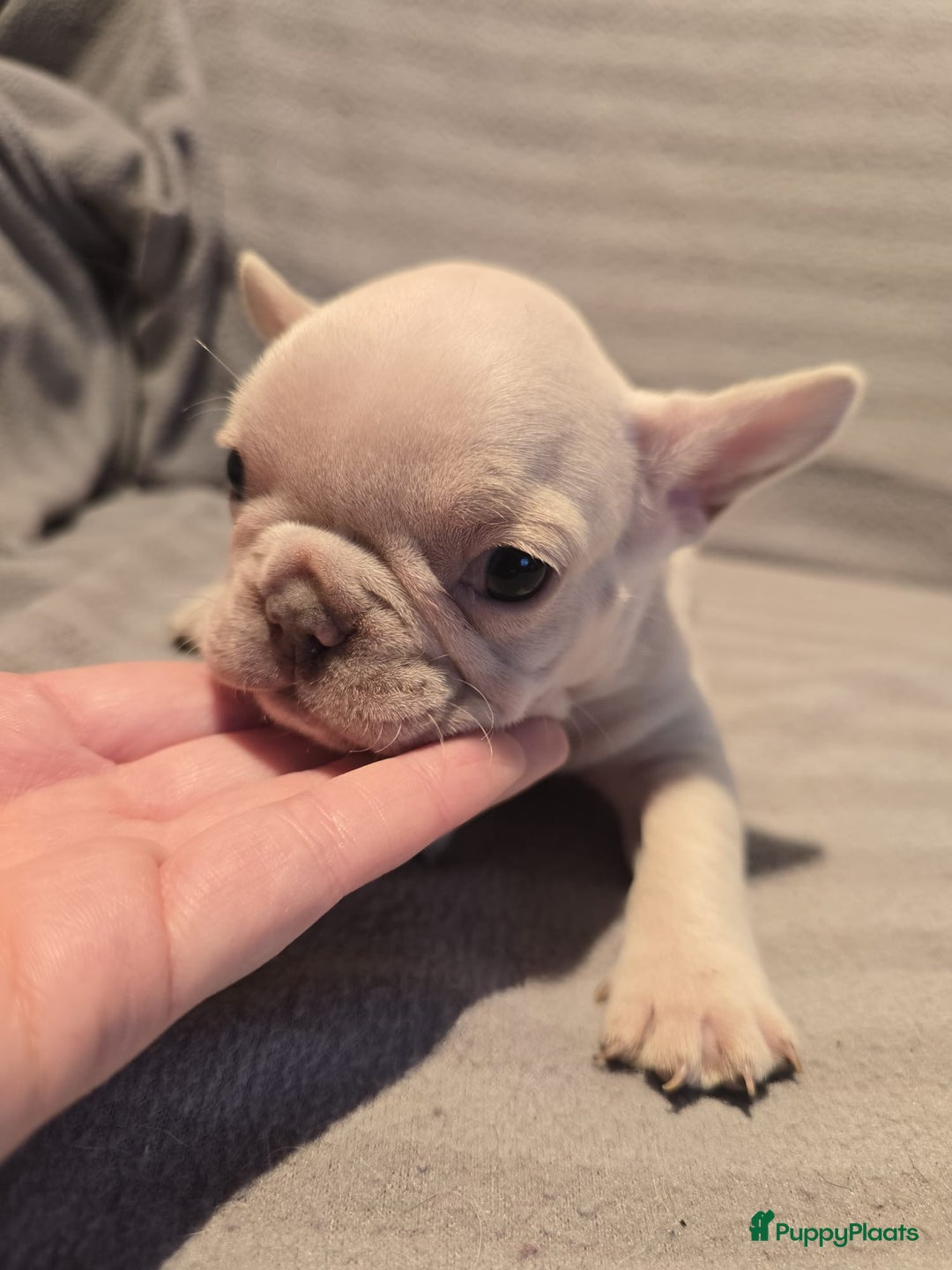 Franse Bulldog honden te koop: Knappe Franse buldogs enkele fluffy  - Advertentie 21