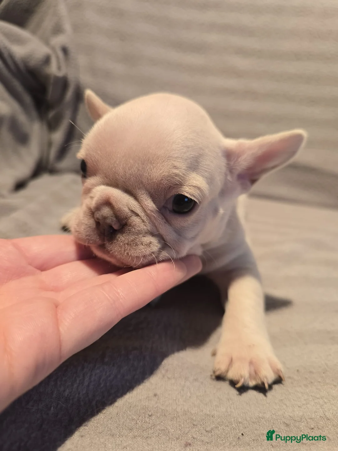 Franse Bulldog honden te koop: Knappe Franse buldogs enkele fluffy  - Advertentie 21