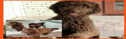 Labradoodle honden te koop: prachtige choco f4 multigen labradoodle pups - Advertentie 22