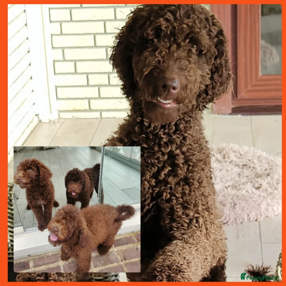 Labradoodle honden te koop: prachtige choco f4 multigen labradoodle pups - Advertentie 22