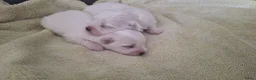Maltezer honden te koop: Maltezer pups. Rasecht. Vader en moeder aanwezig - Advertentie 8