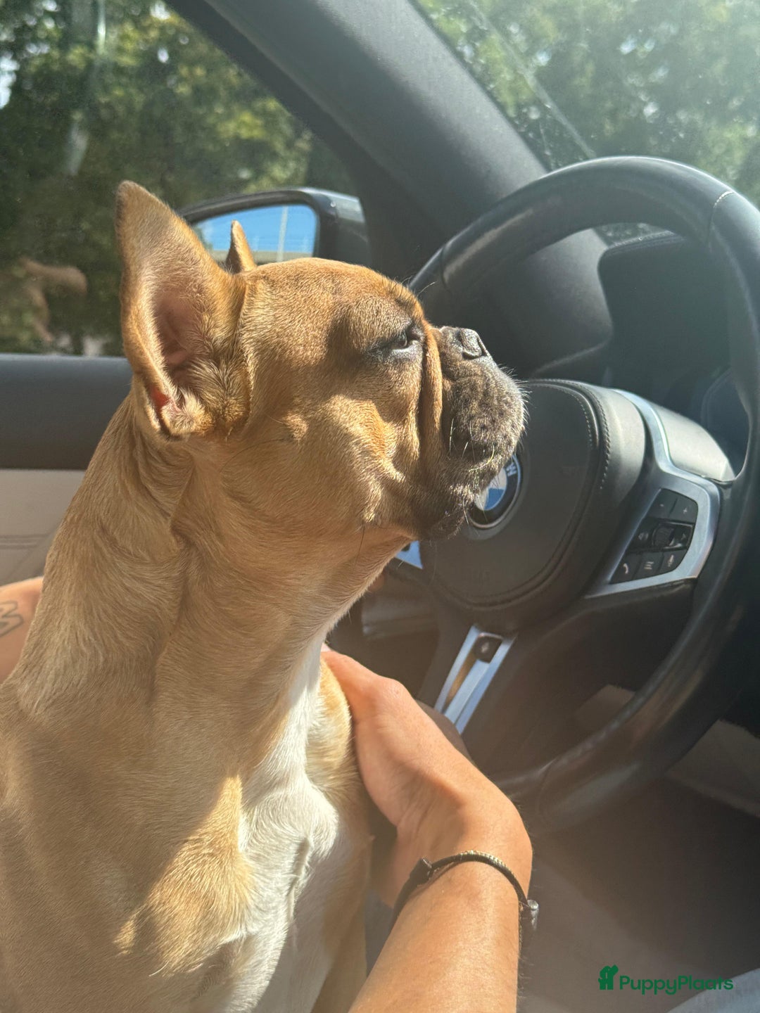 Franse Bulldog honden te koop: Franse bulldog raszuiver FCI (uitgebreid getest)  - Advertentie 4