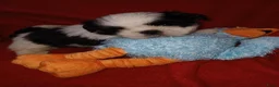 Shih Tzu honden te koop: Lieve leuke raszuiver shih tzu pups - Advertentie 15