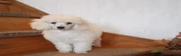 Poedel Toy honden te koop: Poedel reutje, afkomstig uit geteste ouderdieren. - Advertentie 1
