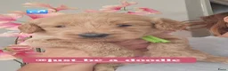 Australian Labradoodle honden te koop: Australian Labradoodle pups met Wala stamboom  - Advertentie 5