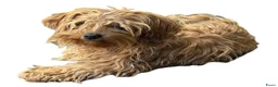 Bolonka Zwetna honden te koop: Bolonka Zwetna - mini doodle  - Advertentie 1