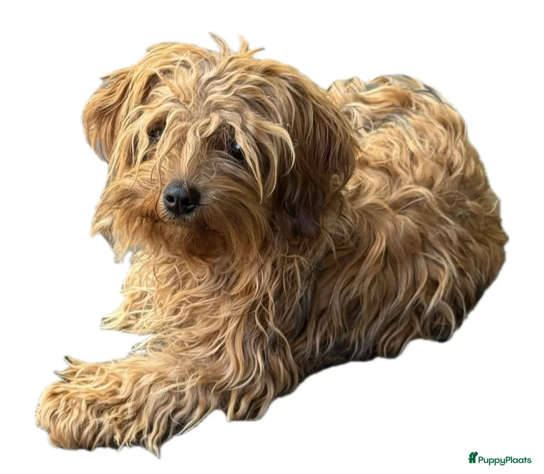 Bolonka Zwetna honden te koop: Bolonka Zwetna - mini doodle  - Advertentie 1