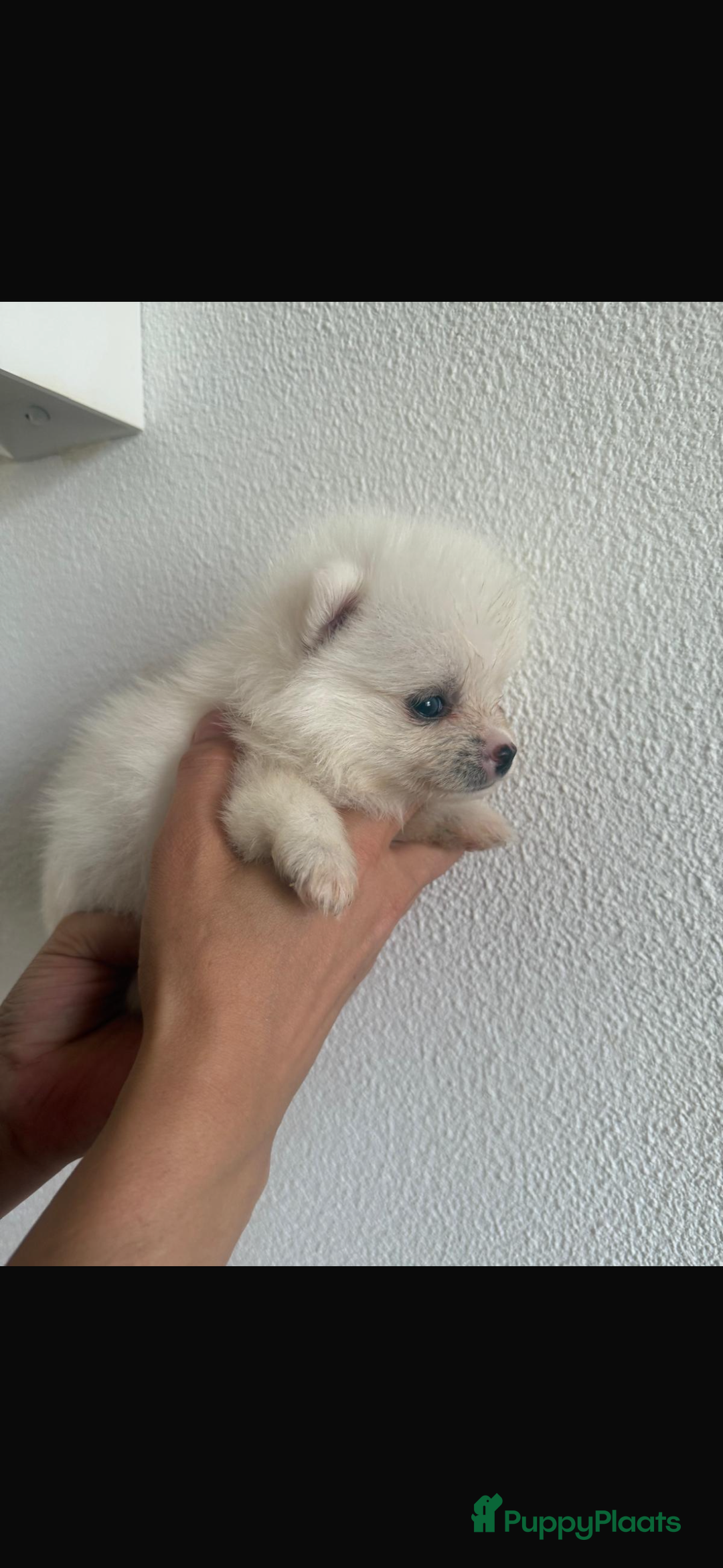 Pomsky honden te koop: 4 prachtige pomsky’s in Breda - Afbeelding 5