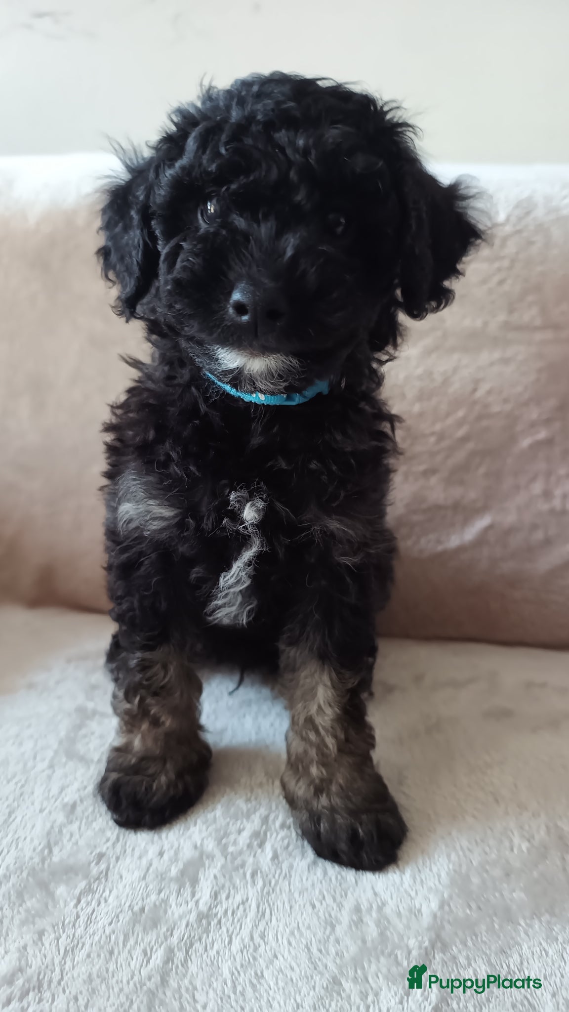 Dwergpoedel honden Dwergpoedel mini - Advertentie 1