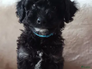 Dwergpoedel honden Dwergpoedel mini - Advertentie 17