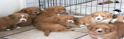 Nova Scotia Duck Tolling Retriever honden te koop: Prachtige nova scotia duck tolling retriever pups - Advertentie 17