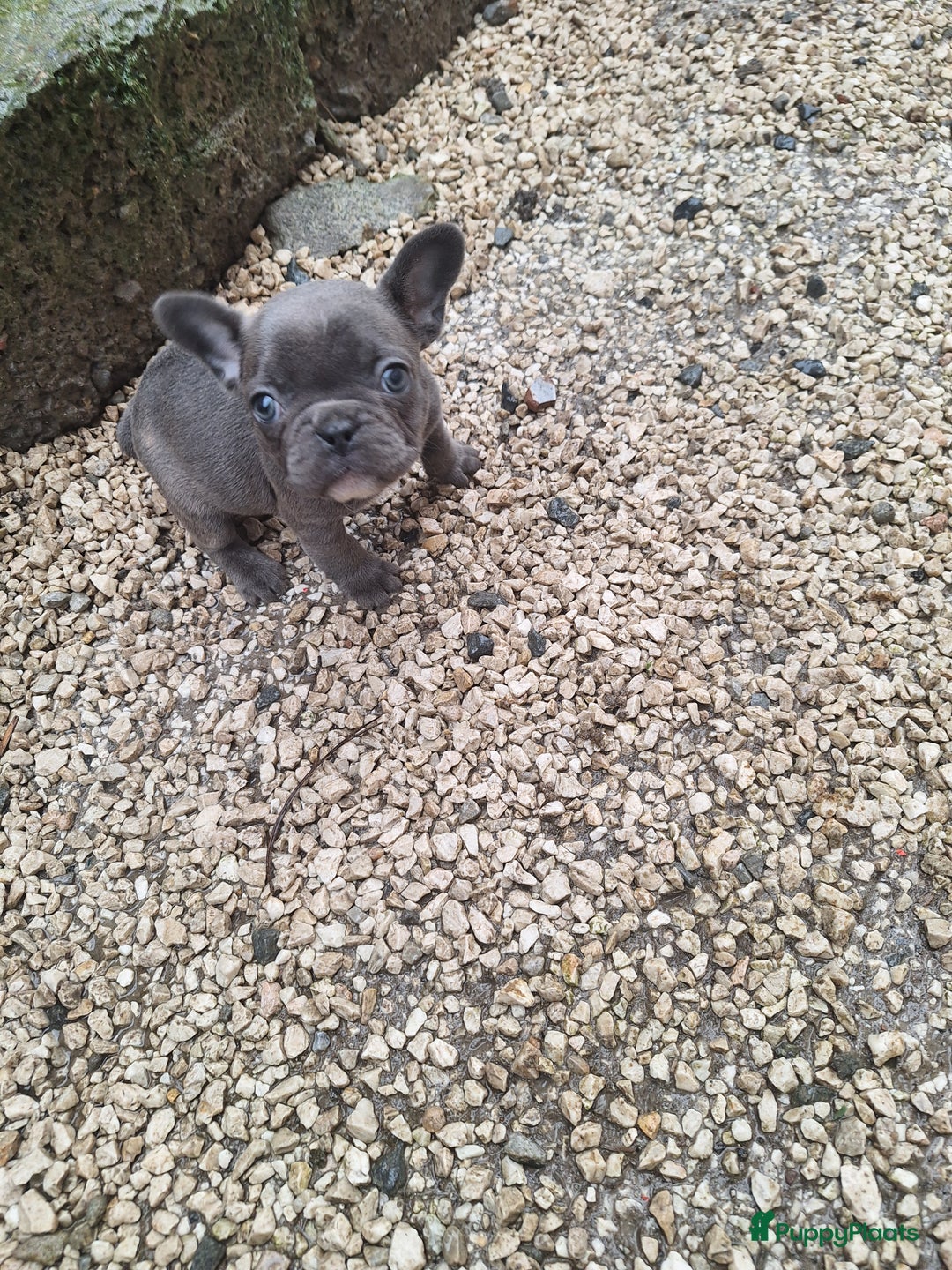 Franse Bulldog honden te koop: Nieuwe franse bulldog pups.  - Advertentie 7