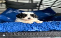 Boomer honden te koop: Boomerpups - Afbeelding 1