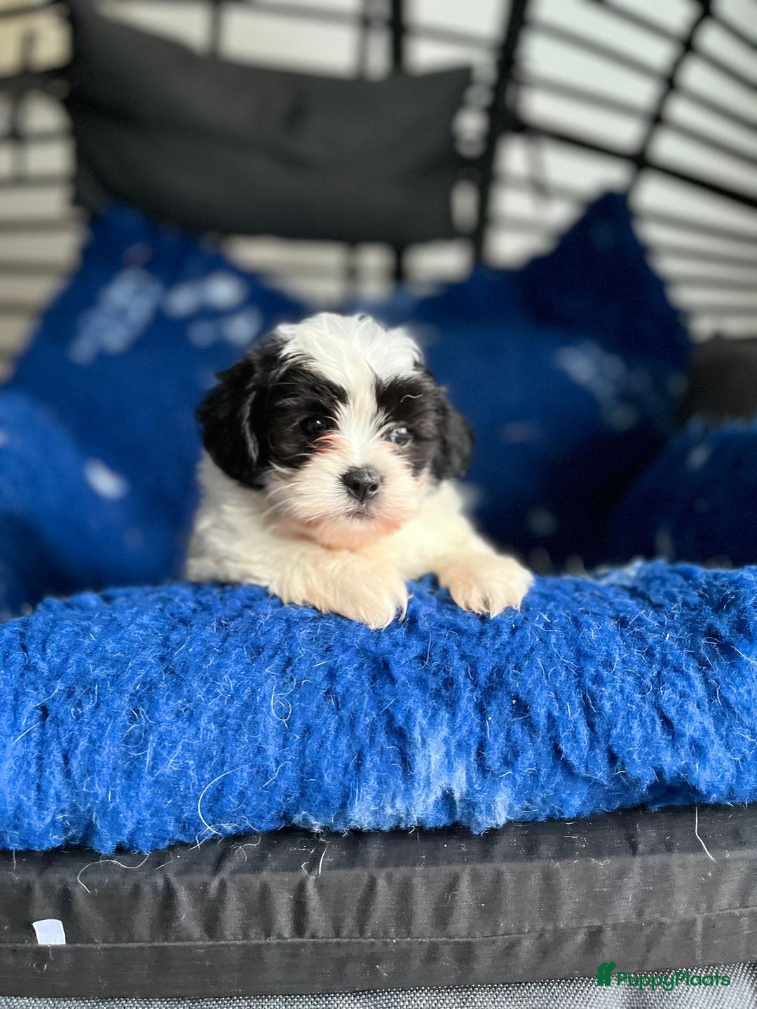 Boomer honden te koop: Boomerpups - Afbeelding 1