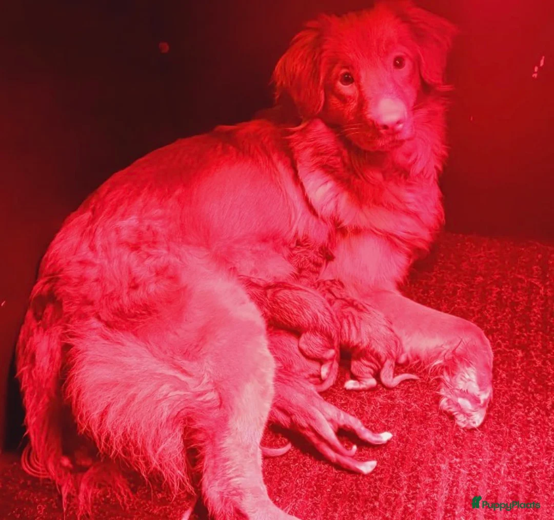 Nova Scotia Duck Tolling Retriever honden te koop: Nova scotia rolling retriever pup (Toller pup) - Advertentie 2
