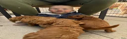 Australian Labradoodle honden te koop: Prachtig nest labradoodles (medium) - Advertentie 6