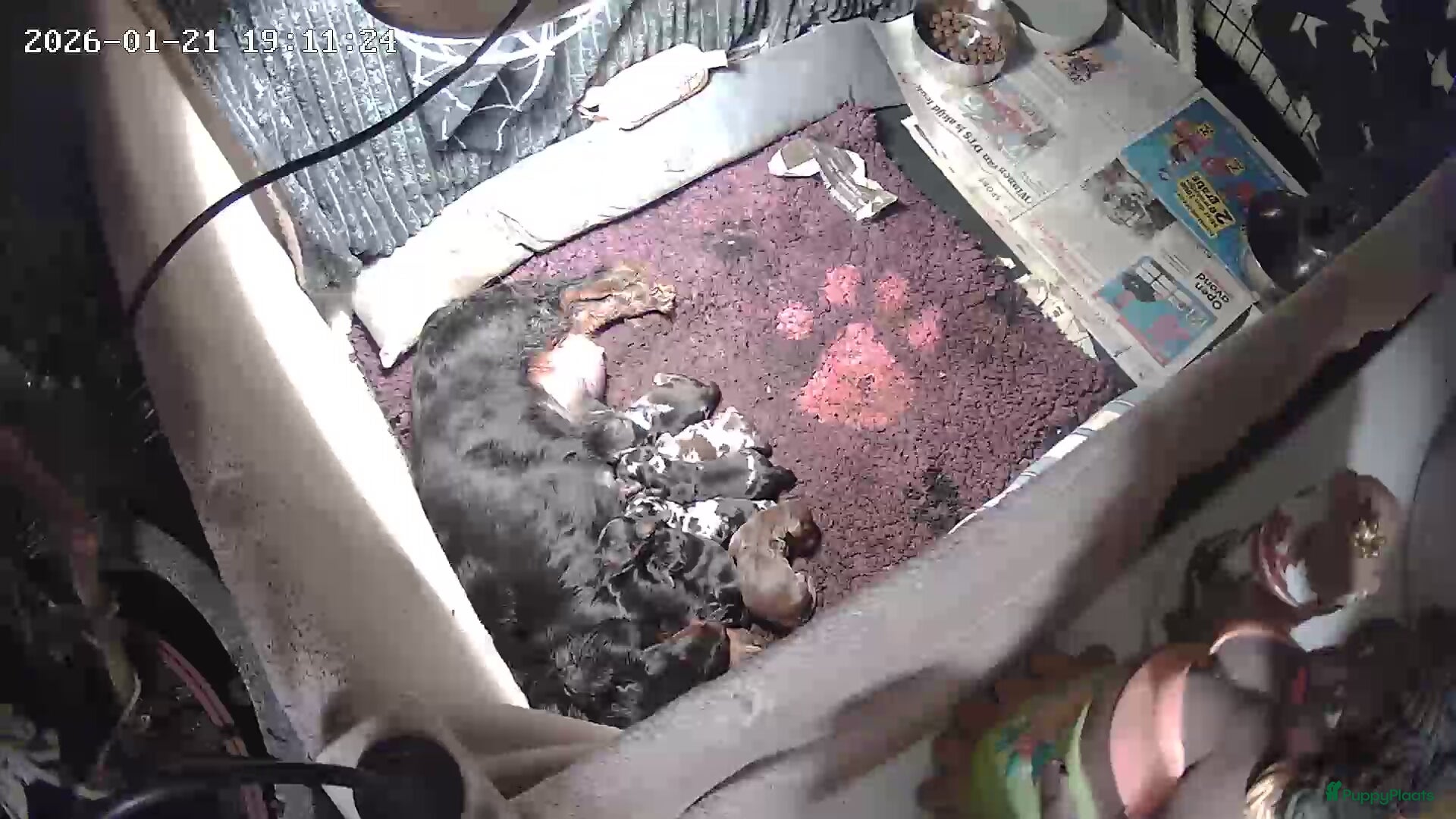 Teckel (langhaar) honden Schitterende Dwergteckels langhaar - Advertentie 2