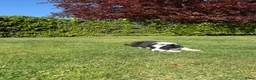 Kruising honden te koop: Australian Shepherd x Border Collie pups - Advertentie 30