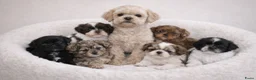 Boomer honden te koop: Super mooi gezonde boomer pups. Ook Choco en merle - Advertentie 1