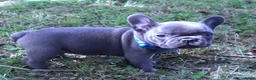 Franse Bulldog honden te koop: Franse Bulldog puppy's in Andijk - Advertentie 1