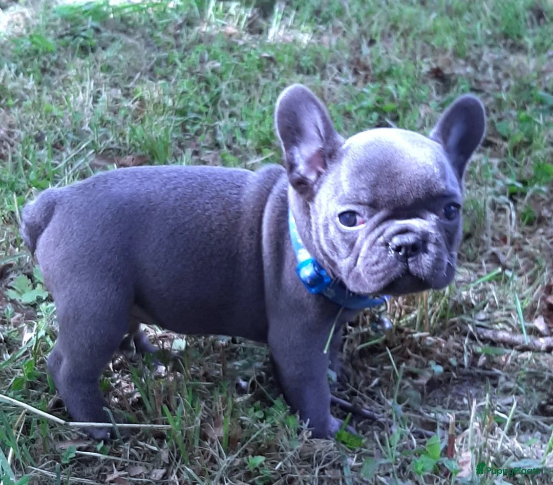 Franse Bulldog honden te koop: Franse Bulldog puppy's in Andijk - Advertentie 1