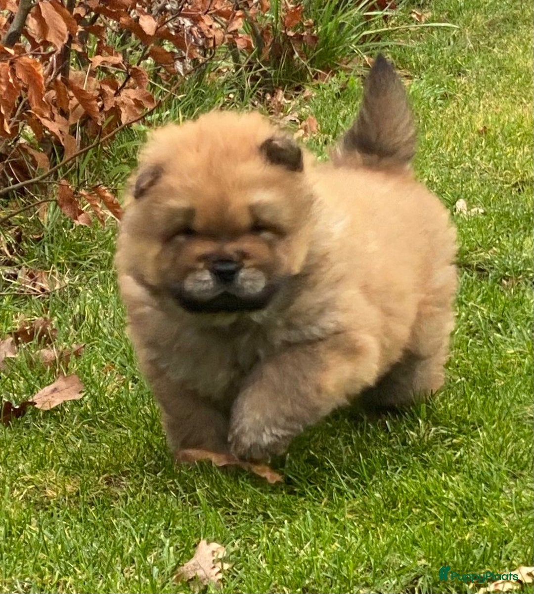 Chow Chow honden te koop: Nog 2 chow chow pups beschikbaar - Advertentie 15