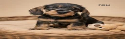 Ruwhaar Teckel honden te koop: Super mooie dwergteckel (tekkel) pups - Advertentie 5
