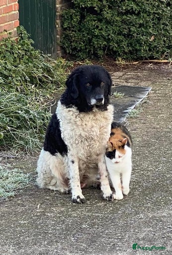 Galerij afbeelding {{count}}