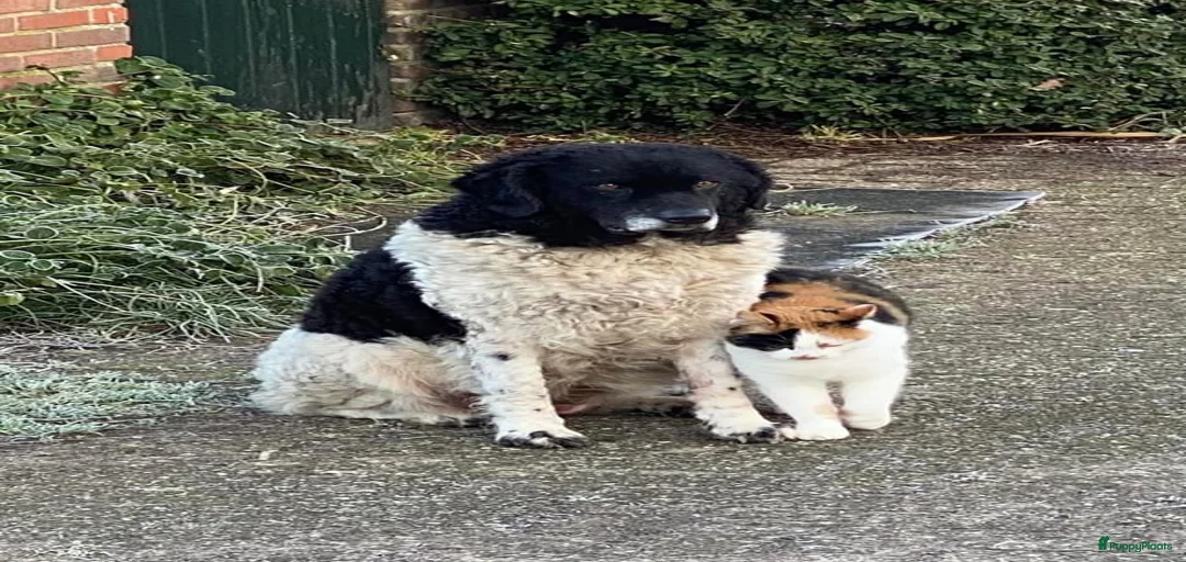 Galerij afbeelding {{count}}