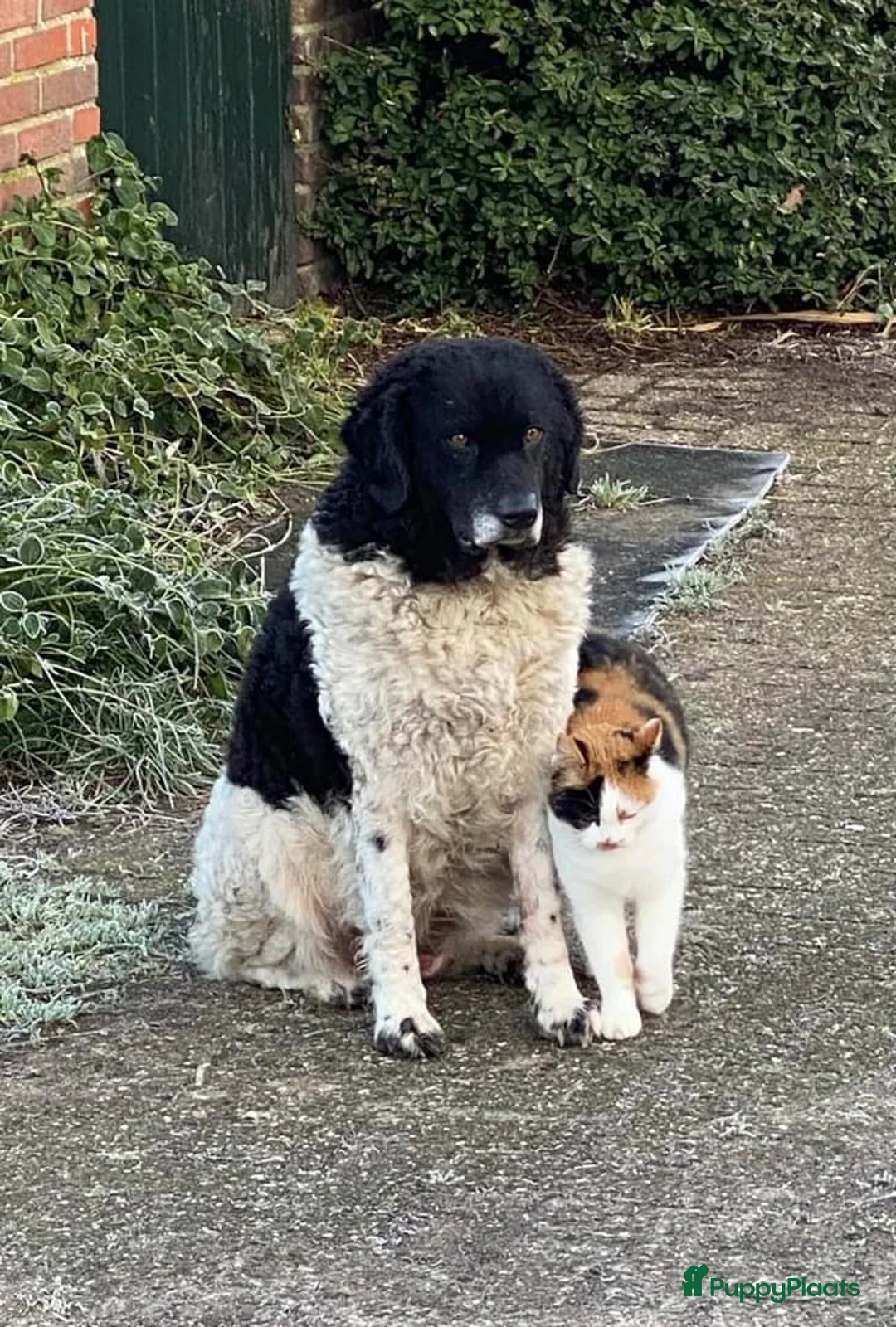 Galerij afbeelding {{count}}