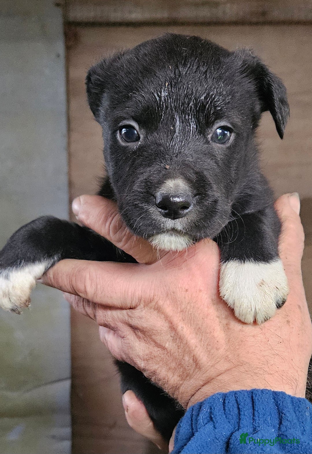 Kruising honden te koop: Pupjes bij ons thuis opgevoed - Advertentie 3