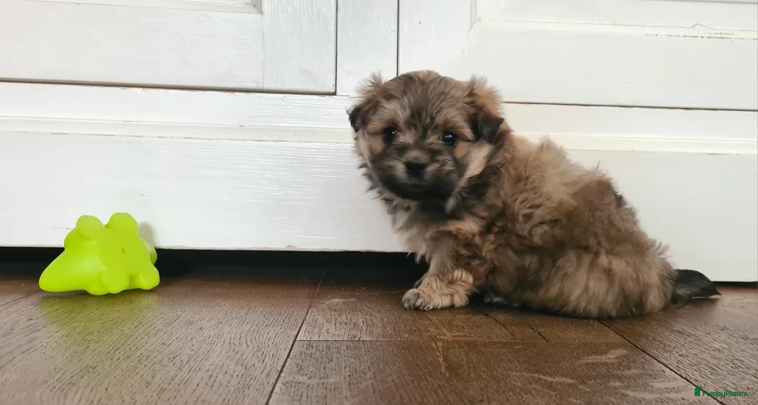 Kruising honden te koop: Prachtige lieve shipom pups - Advertentie 19