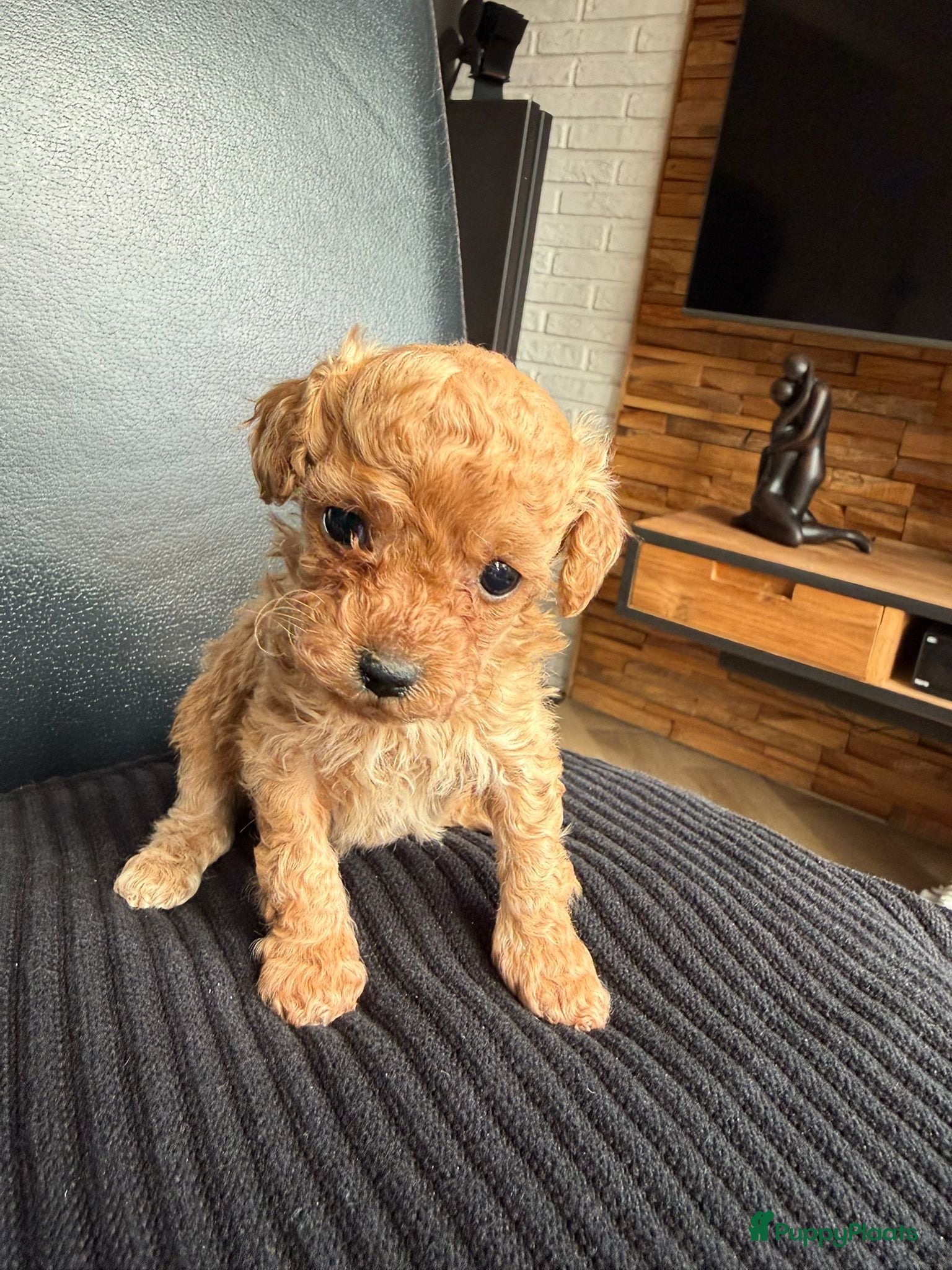 Poedel Toy honden Te koop mooi kleine toypoedelpupjes - Advertentie 1