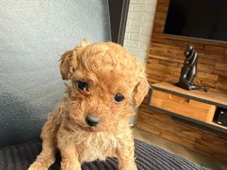 Poedel Toy honden Te koop mooi kleine toypoedelpupjes - Advertentie 1