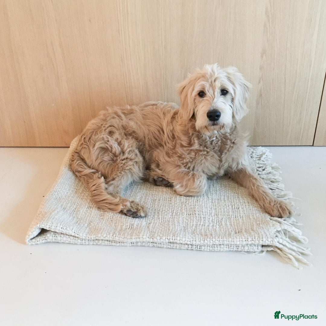 Labradoodle honden te koop: Labradoodle pups met Australian bloed - Advertentie 13