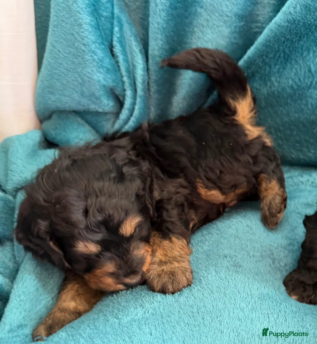 Bernedoodle honden te koop: Mini Bernedoodle pups te koop - Advertentie 8