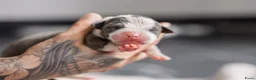 Amerikaanse Bully honden te koop: Prachtig nest American Bully pups - Advertentie 15