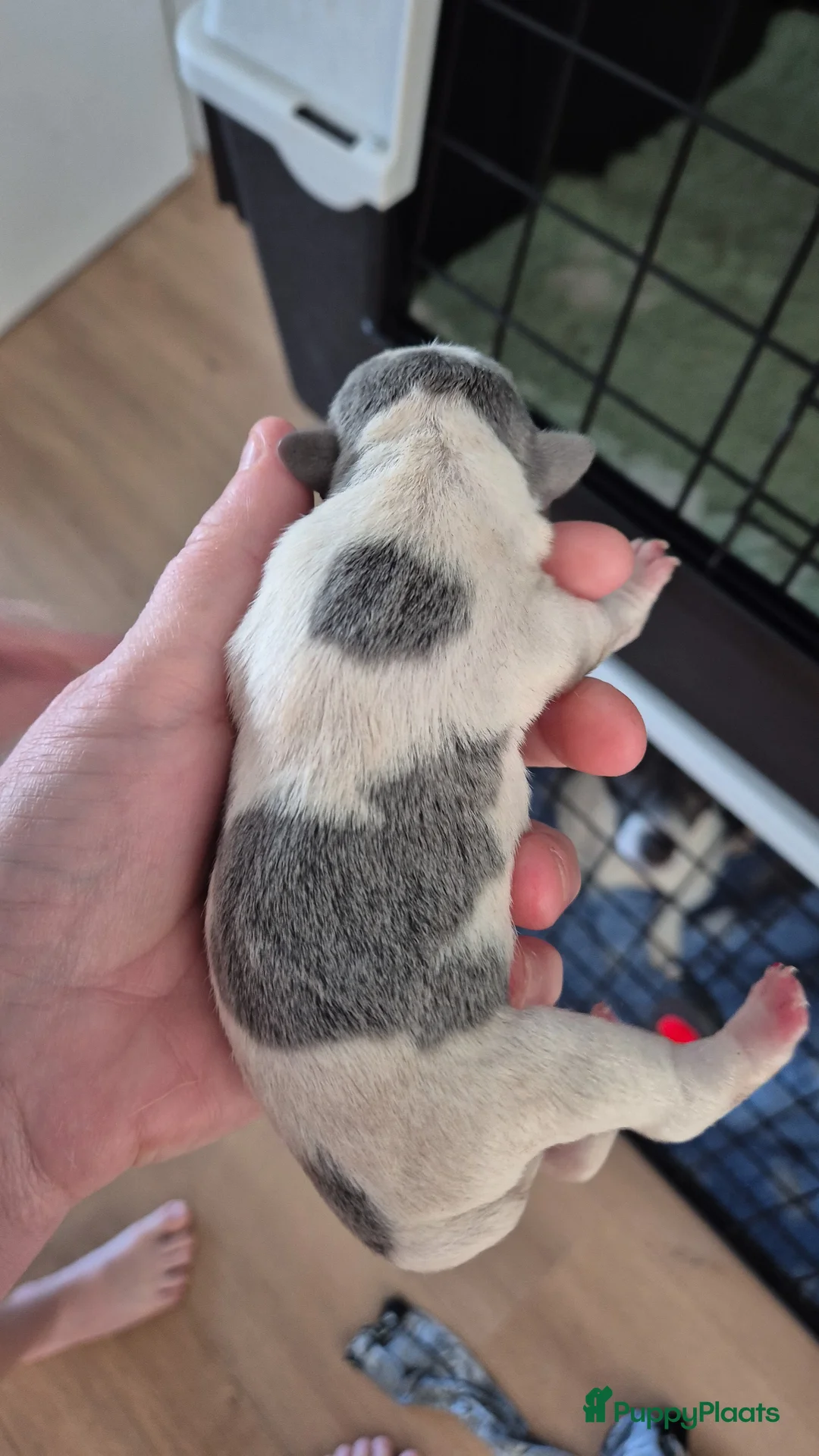 Jack Russel Terriër honden te koop: Gezonde Jack russell pups te koop - Advertentie 2